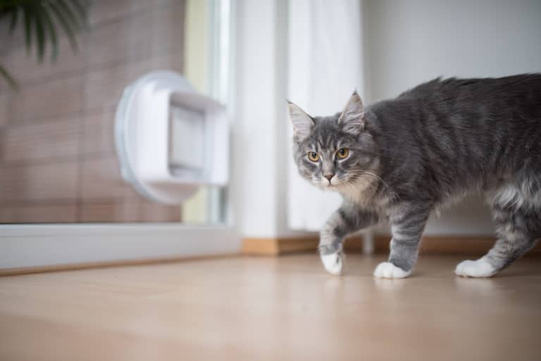chat tourne en rond