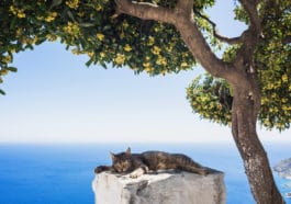 chat été