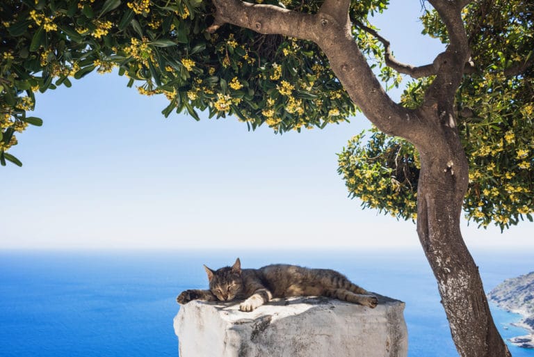 chat été