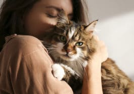 chat caresse