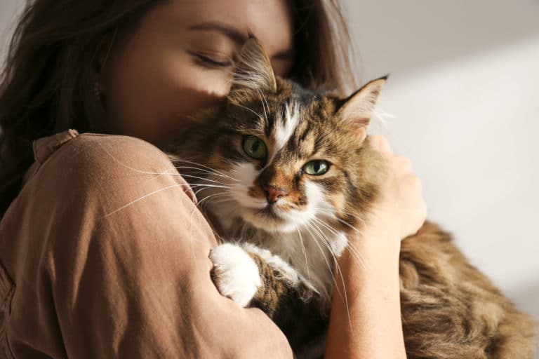 chat caresse