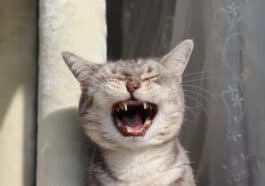 chat éternue