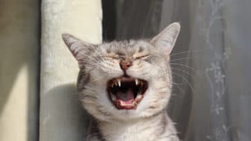 chat éternue