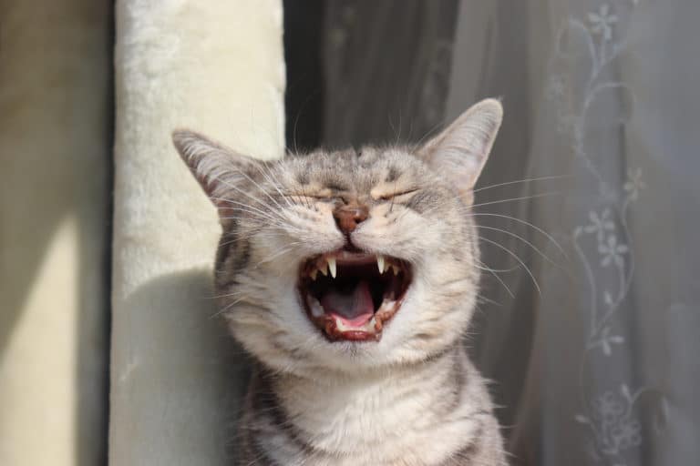 chat éternue