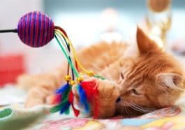 chat joue