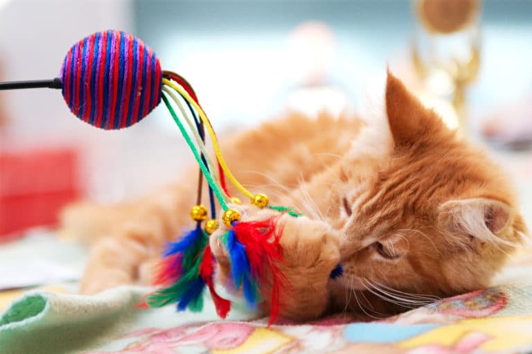 chat joue