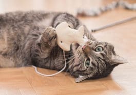 chat jouet