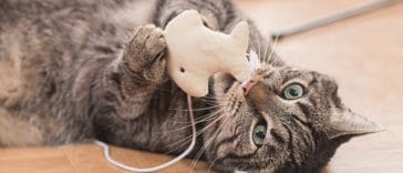 chat jouet