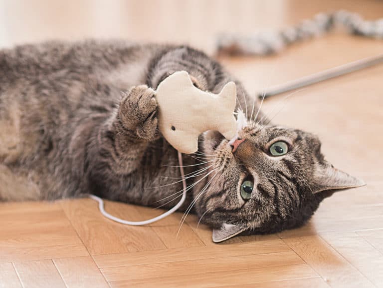 chat jouet