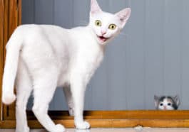 chat chaton