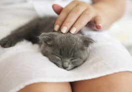 chat genoux