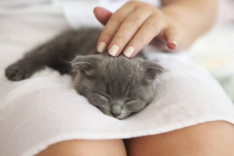 chat genoux