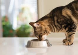 chat mange