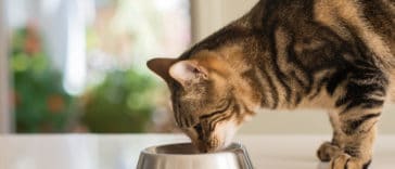 chat mange