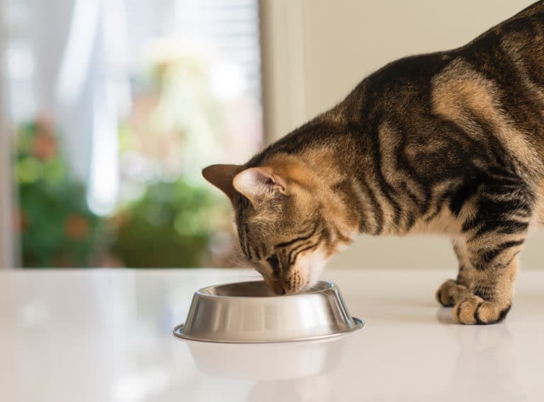 chat mange