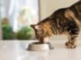 chat mange
