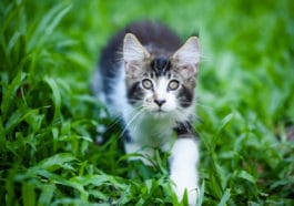chat extérieur