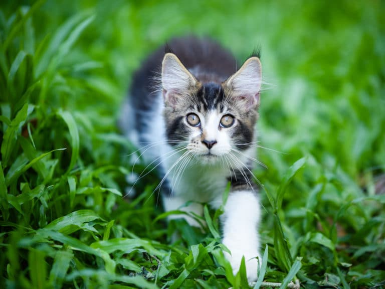 chat extérieur