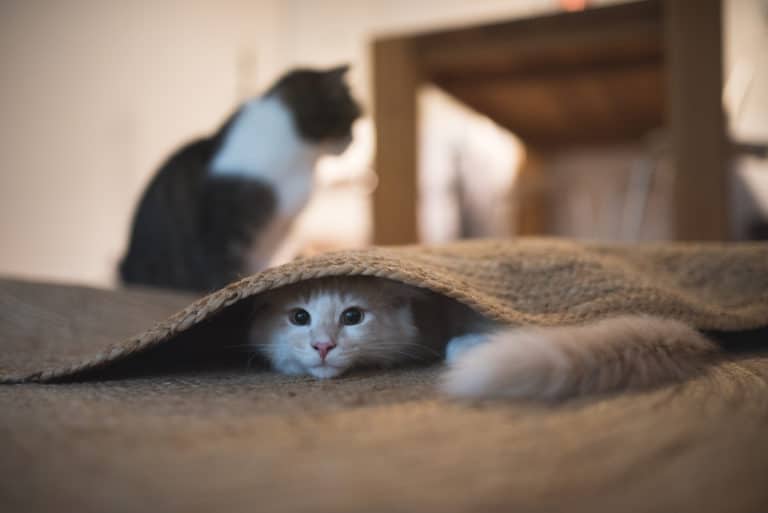 chats