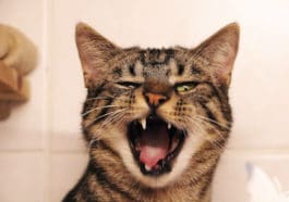 chat grince des dents