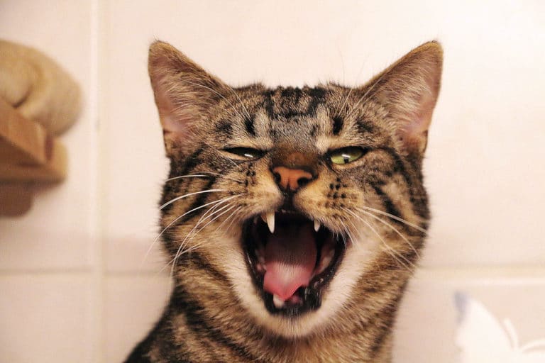 chat grince des dents