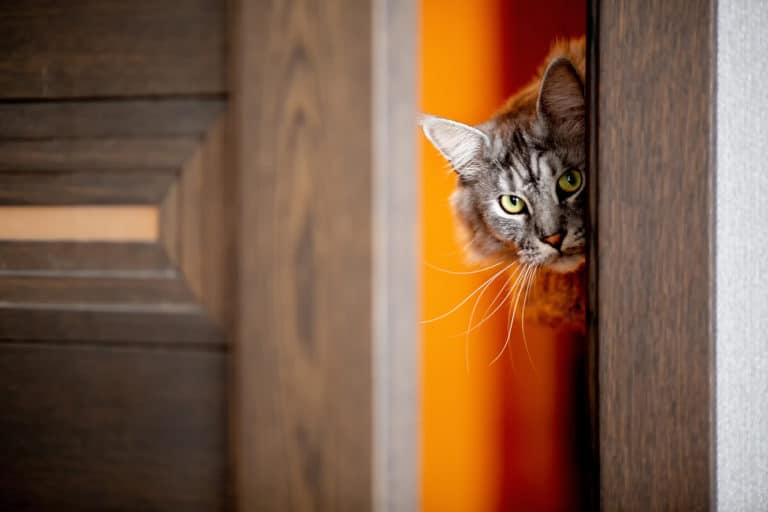 chat porte