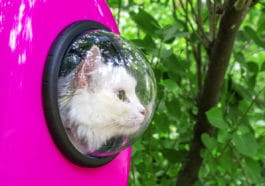 caisse de transport chat