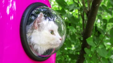 caisse de transport chat