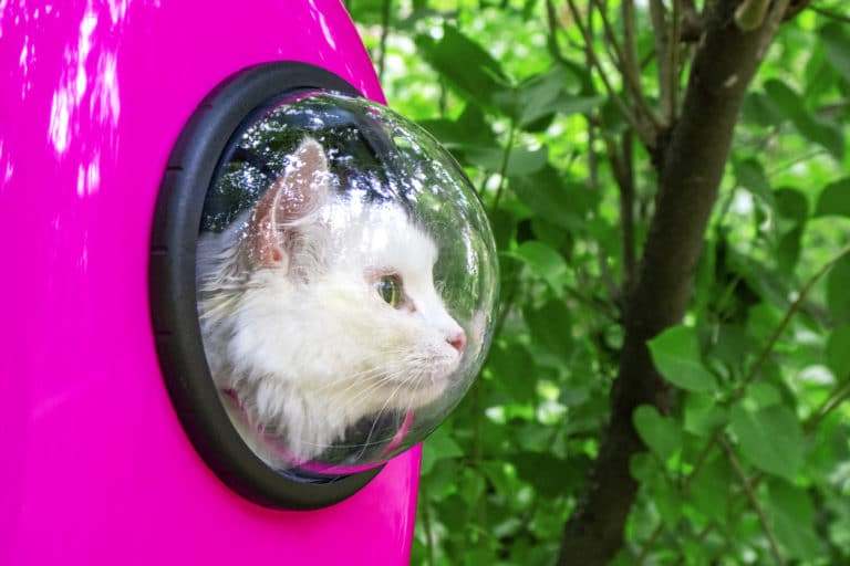 caisse de transport chat