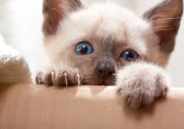 chat griffes