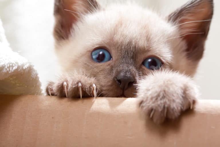 chat griffes