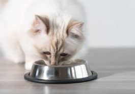 chat mange