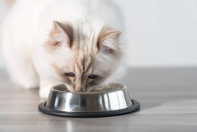 chat mange