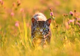 chat