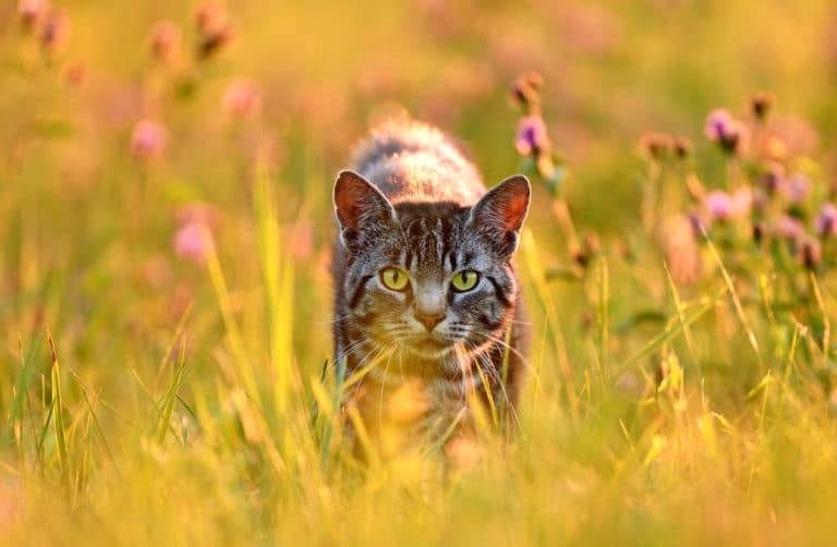 chat