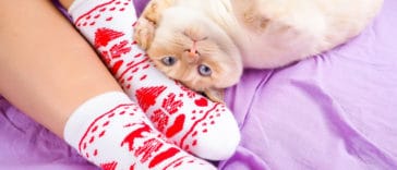chat chaussette