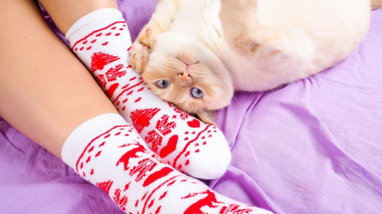 chat chaussette