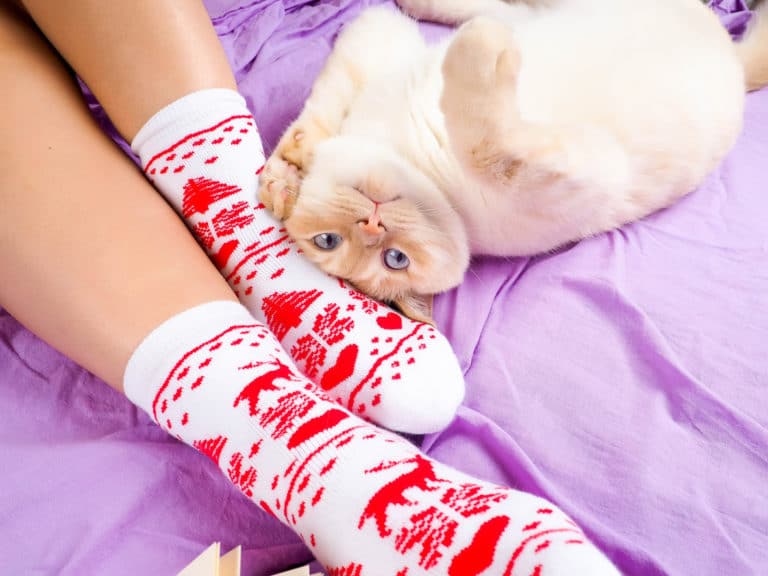 chat chaussette