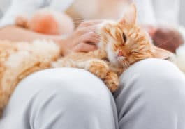 chat ronronne