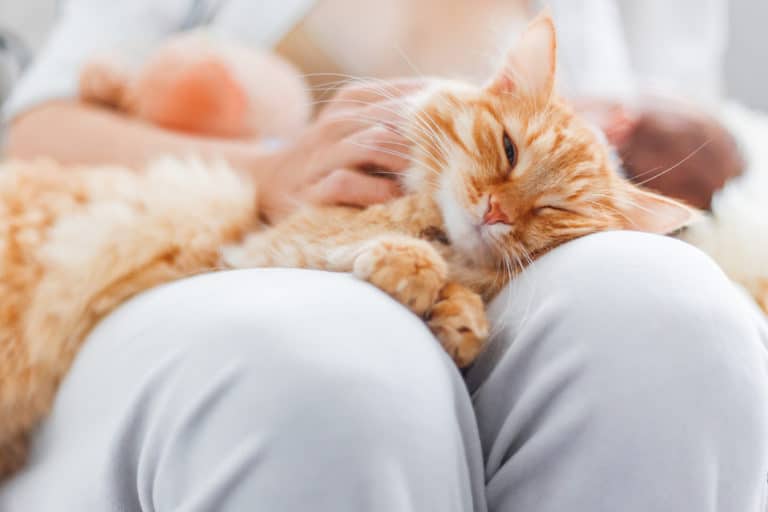 chat ronronne