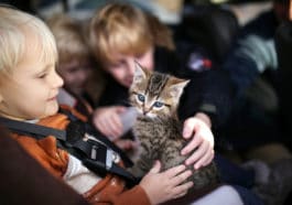 chaton voiture