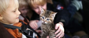 chaton voiture