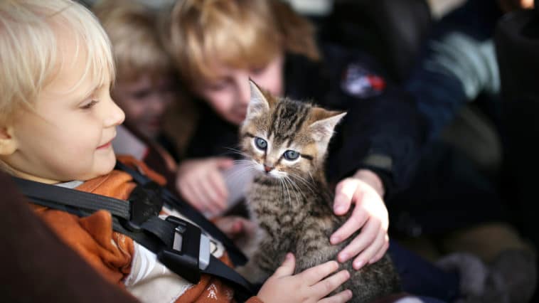 chaton voiture