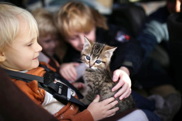 chaton voiture