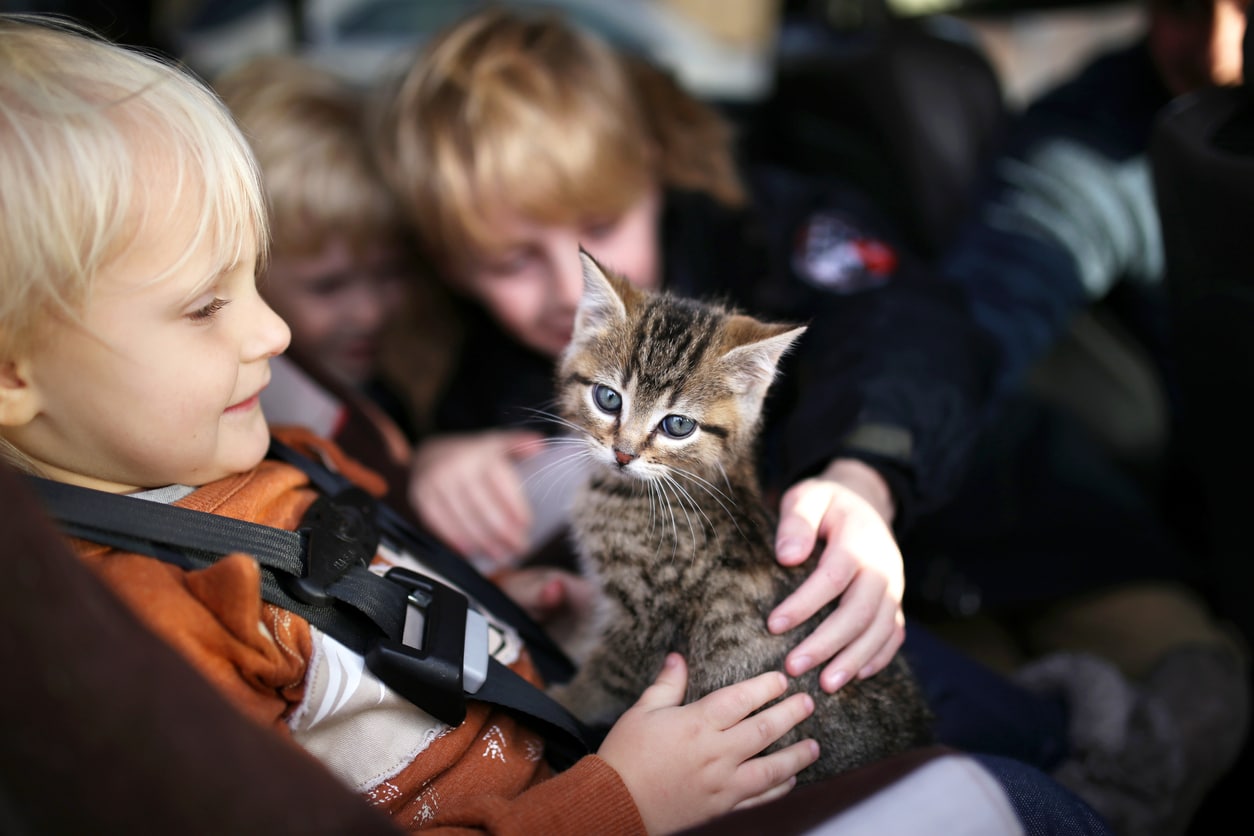 chaton voiture