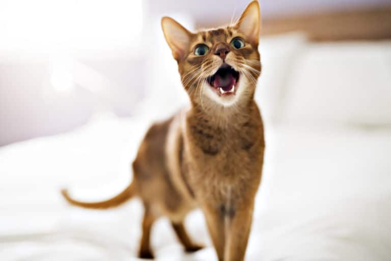 chat miaule