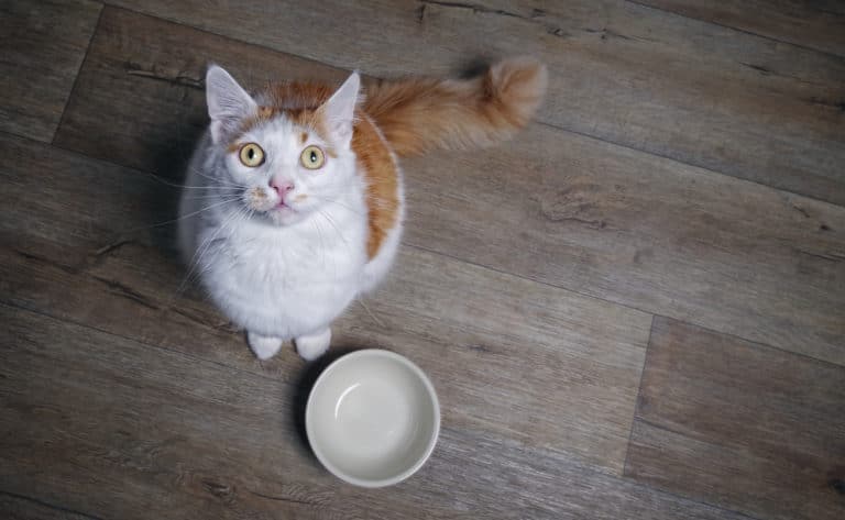 chat a faim