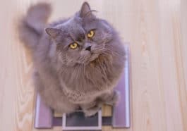 chat