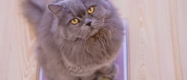 chat