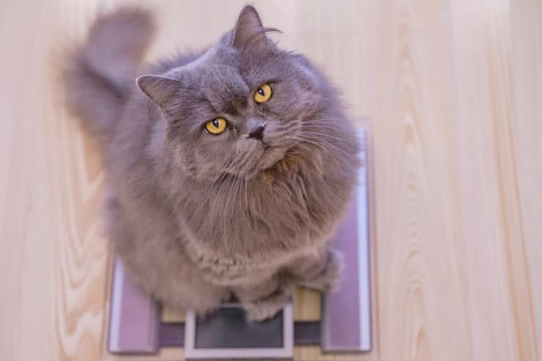 chat
